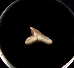 Baja Carcharhinus albimarginatus tooth for sale | Buried Treasure Fossils