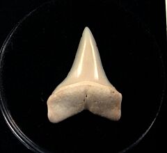 Baja Carcharodon hastalis tooth for sale