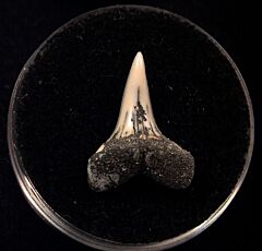Baja shark tooth for sale | Buried Treasure Fossils