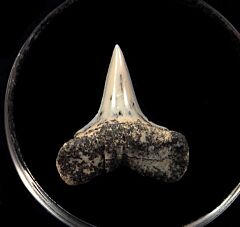 Mexican Mako shark tooth for sale | Buried Treasure Fossils