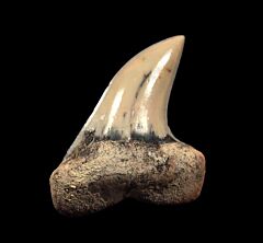 Baja Carcharodon planus tooth for sale | Buried Treasure Fossils