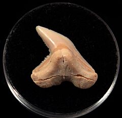 Baja Physogaleus contortus tooth for sale | Buried Treasure Fossils