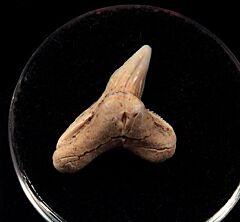 Mexican Physogaleus contortus tooth for sale | Buried Treasure Fossils