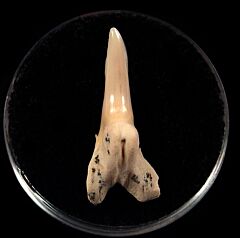 Baja Hemipristis serra tooth for sale | Buried Treasure Fossils