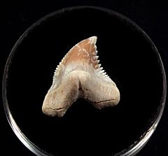 Baja Hemipristis serra tooth fro sale | Buried Treasure Fossils