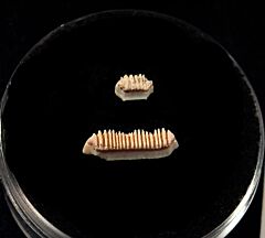 Baja Rhinoptera ray tooth for sale | Buried Treasure Fossils