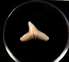 Cheap Mexican Carcharhinus egertoni tooth for sale | Buried Treasure Fossils