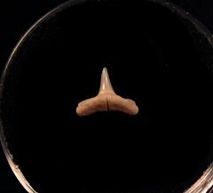 Mexican Carcharhinus macloti tooth for sale | Buried Treasure Fossils