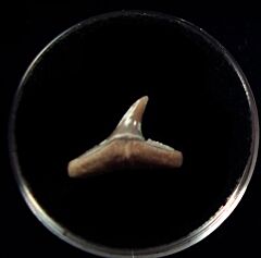 Mexican Carcharhinus brachyurus tooth for sale | Buried Treasure Fossils