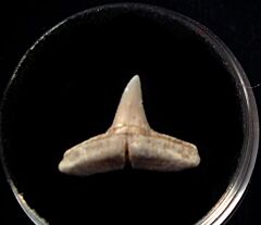 Baja Carcharhinus macloti tooth for sale | Buried Treasure Fossils
