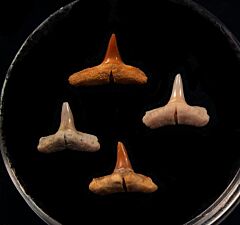 Real Baja Carcharhinus limbatus tooth for sale | Buried Treasure Fossils