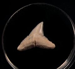 Baja Carcharhinus falciformis tooth for sale | Buried Treasure Fossils