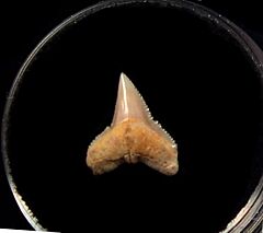 Real Baja Carcharhinus falciformis tooth for sale | Buried Treasure Fossils