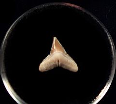 Rare Baja Carcharhinus falciformis tooth for sale | Buried Treasure Fossils