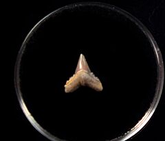 Rare Mexican Carcharhinus falciformis tooth for sale | Buried Treasure Fossils