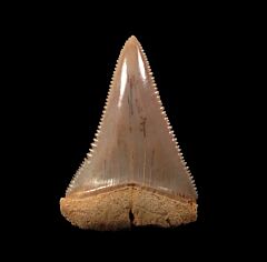 Baja Great White shark tooth for sale | Buried Treasure Fossils