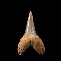 Baja Sur Great White shark tooth for sale | Buried Treasure Fossils