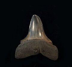 Isurus hastalis                 