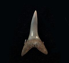 Carcharias acutissima                     