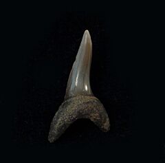 Isurus desori                   