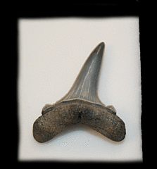 Carcharias vorax                             