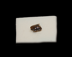 Squalus acanthius                   