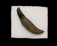 Dolphin Tooth   