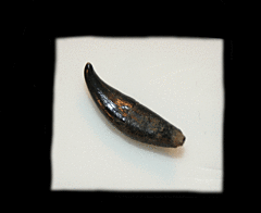 Dolphin Tooth       