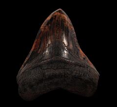 Large Meherrin River Megalodon tooth for sale | Buried Treasure Fossils