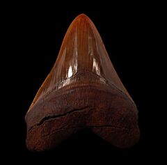Meherrin River Megalodon tooth for sale | Buried Treasure Fossils
