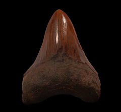 Copper red site Megalodon tooth | Buried Treasure Fossils