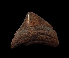 No. Carolina Red Site Megalodon tooth for sale | Buried Treasure Fossils