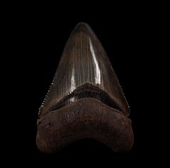 Meherrin River Red Megalodon tooth for sale | Buried Treasure Fossils