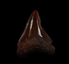 Copper-red Carchcarocles megalodon tooth for sale | Buried Treasure Fossils