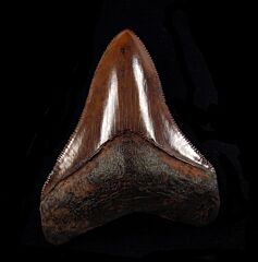 Carcharodon   megalodon       