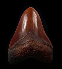 Carcharodon   megalodon     