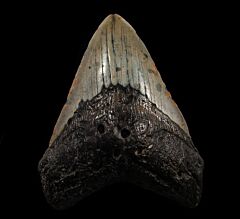 North Carolina Atlantic ocean Meg tooth for sale | Buried Treasure Fossils