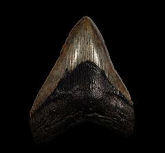 North Carolina Atlantic ocean Meg tooth for sale | Buried Treasure Fossils