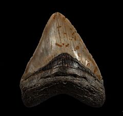 North Carolina Atlantic ocean Meg tooth for sale | Buried Treasure Fossils