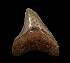 North Carolina Atlantic ocean Meg tooth for sale | Buried Treasure Fossils