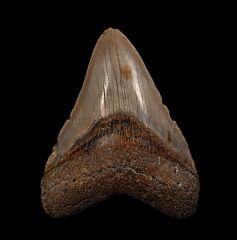 NC offshore Megalodon tooth for sale | Buried Treasure Fossils