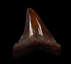 NC Otodus chubutensis tooth for sale | Buried Treasure Fossils