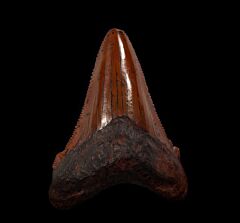 NC Otodus chubutensis tooth for sale | Buried Treasure Fossils