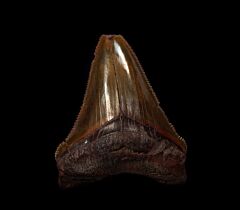 Big No. Carolina Chubutensis shark teeth for sale | Buried Treasure Fossils