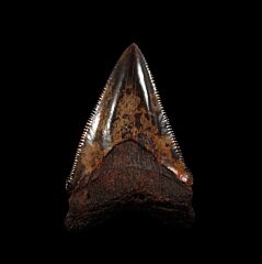 Meherrin River red Chubutensis tooth for sale | Buried Treasure Fossils