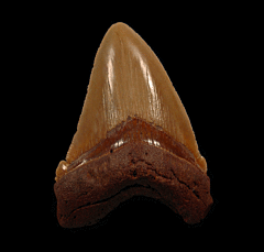 North Carolina offshore Megalodon tooth for sale | Buried Treasure Fossils