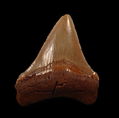 Rare Atlantic Ocean Chubutensis tooth | Buried Treasure Fossils