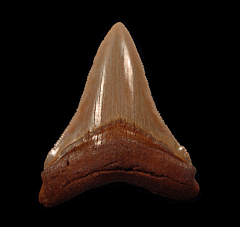 Atlantic ocean Otodus Chubutensis tooth | Buried Treasure Fossils