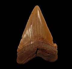 Chubutensis shark tooth from offshore No. Carolina for sale | Buried Treasure Fossils