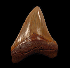 Rare Atlantic Ocean Chubutensis tooth for sale | Buried Treasure Fossils